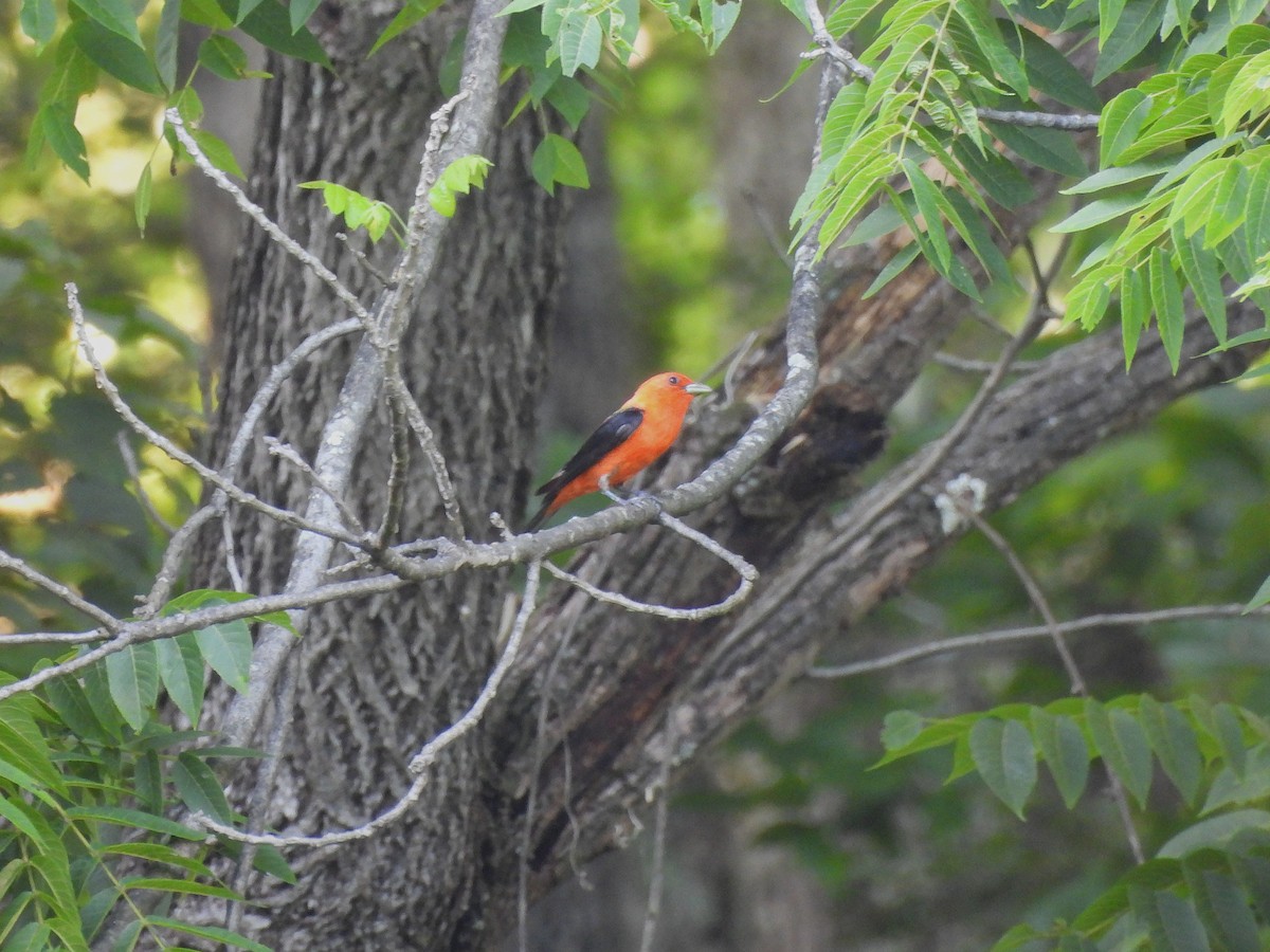 Scarlet Tanager - ML638613007