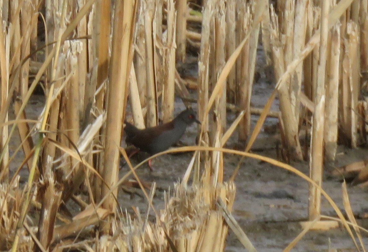 Spotless Crake - ML638613031