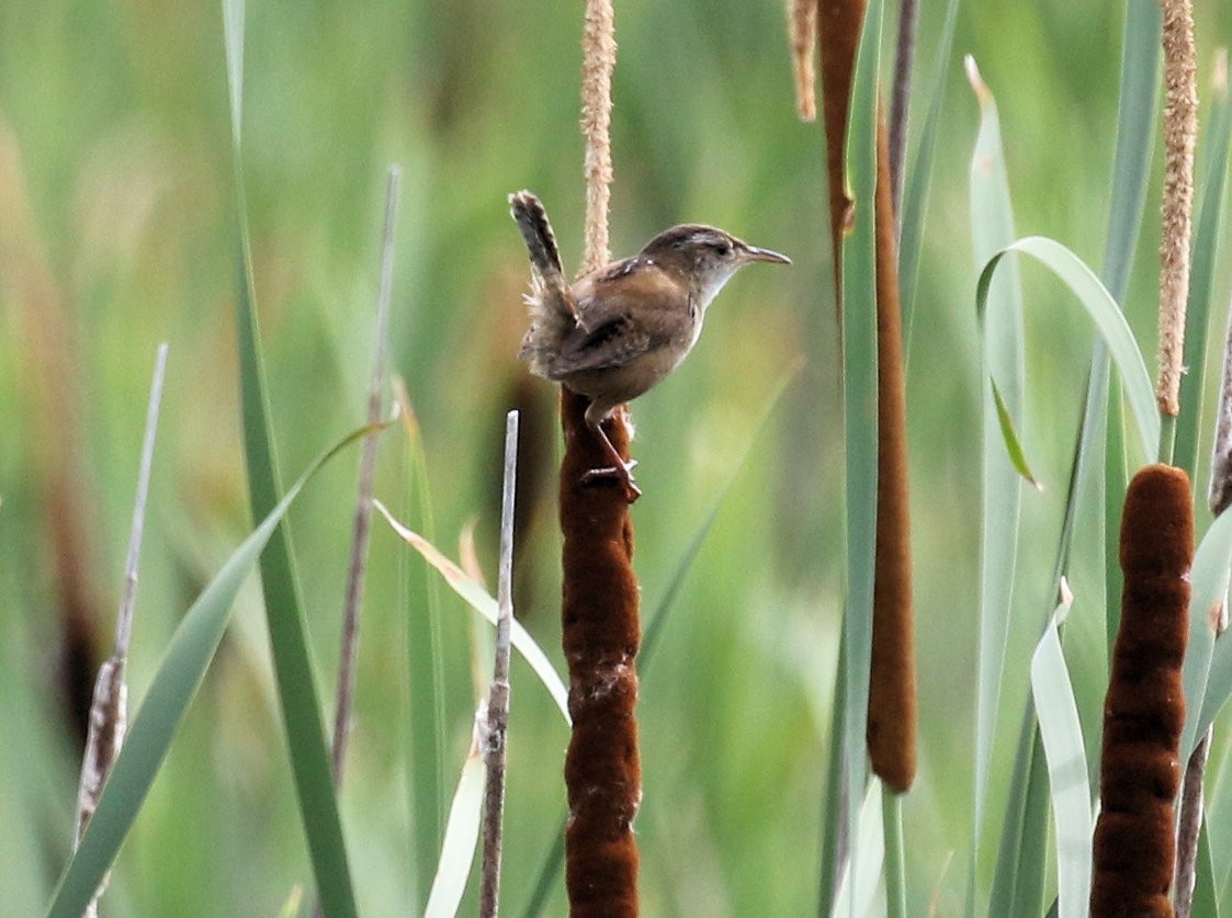 Marsh Wren - ML638613060
