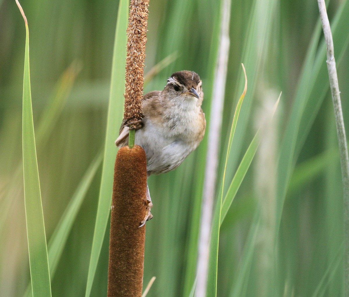 Marsh Wren - ML638613061