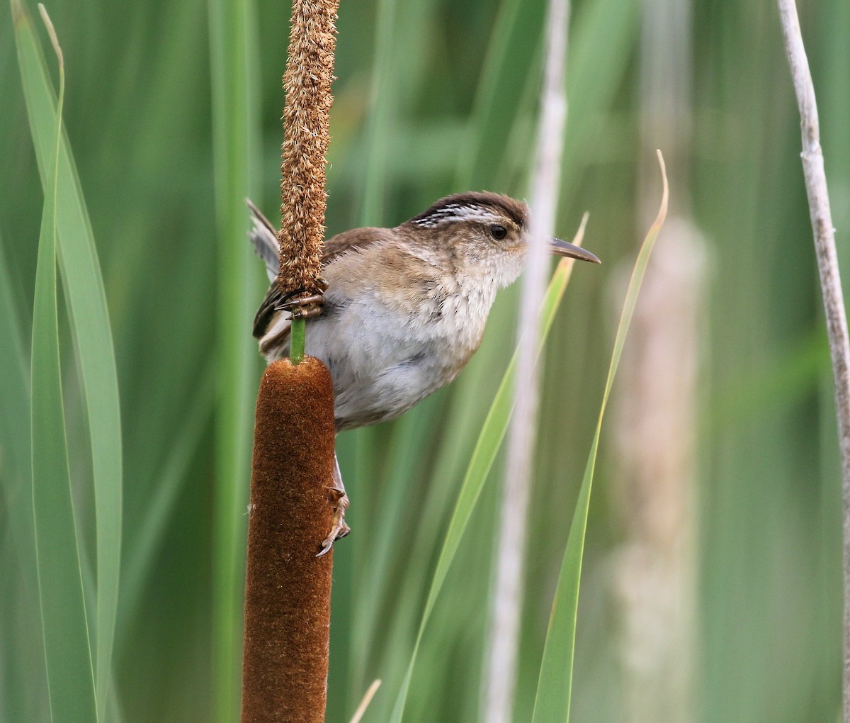 Marsh Wren - ML638613062