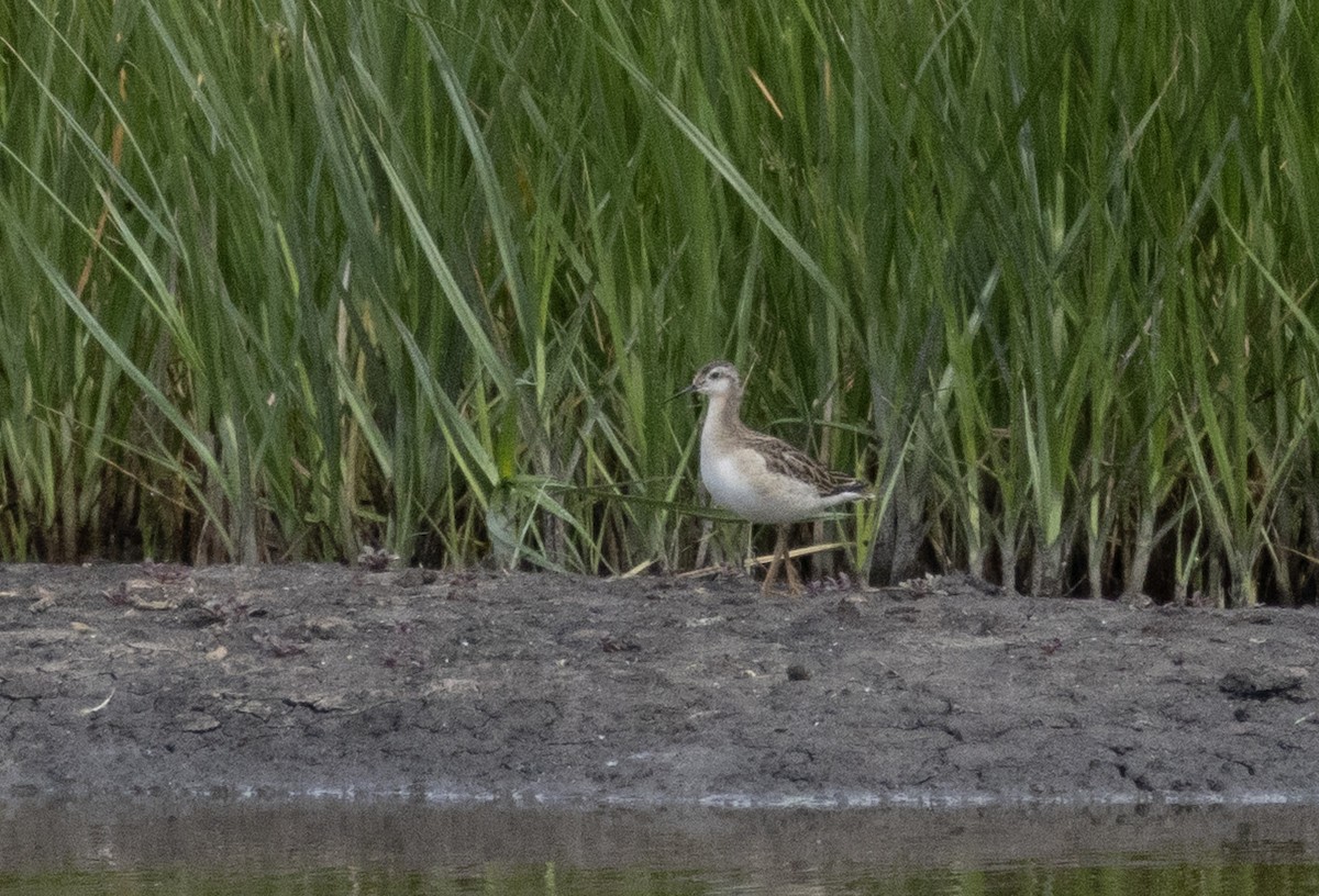 Wilson's Phalarope - ML638613100