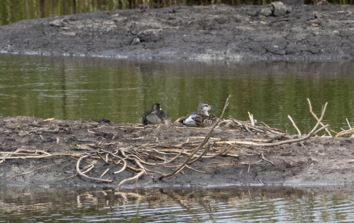 Wilson's Phalarope - ML638613101