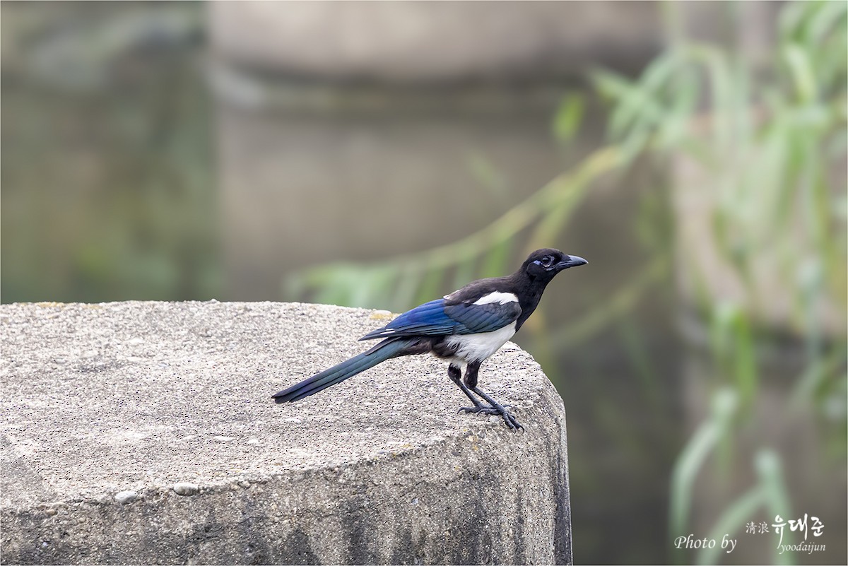 Oriental Magpie - ML638613103
