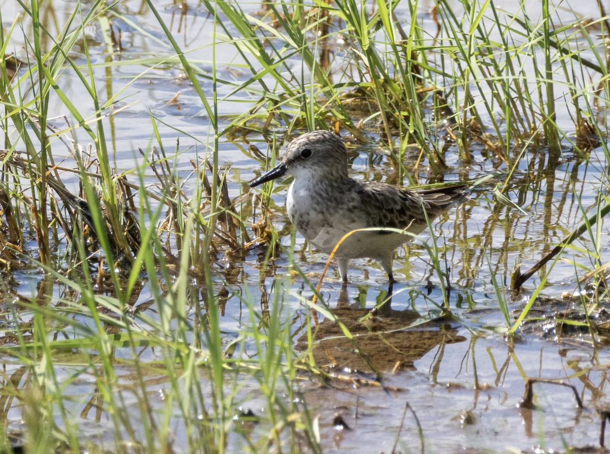 Semipalmated Sandpiper - ML638613105