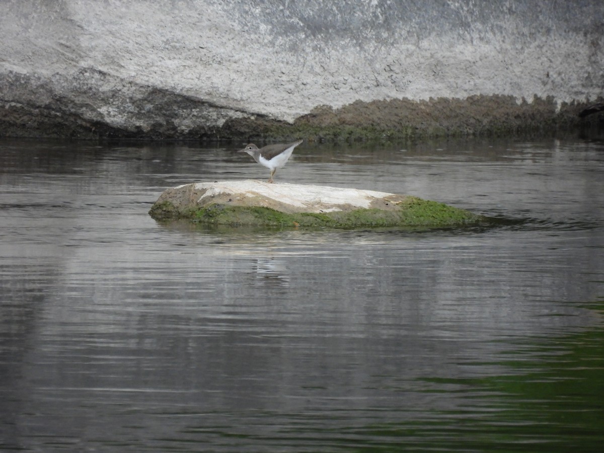 Spotted Sandpiper - ML638613145