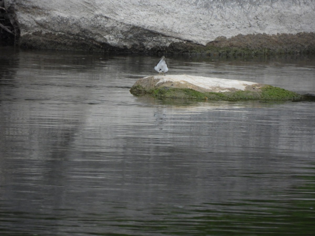 Spotted Sandpiper - ML638613147
