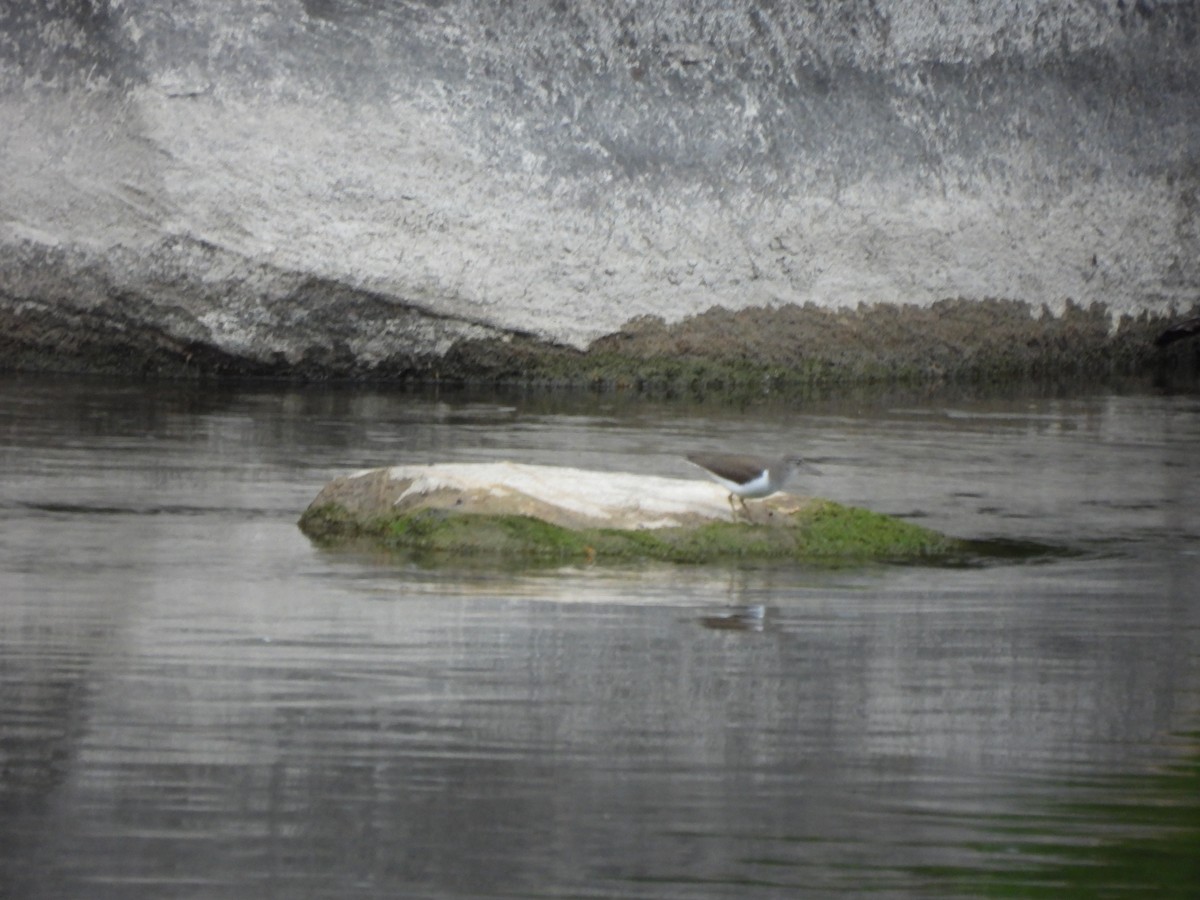 Spotted Sandpiper - ML638613148