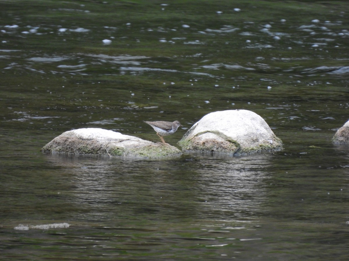 Spotted Sandpiper - ML638613174