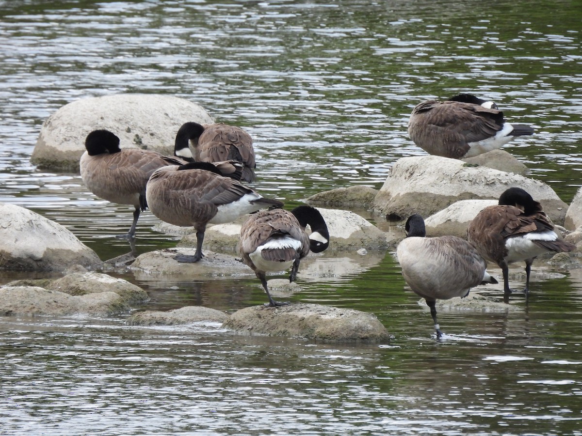 Canada Goose - ML638613176