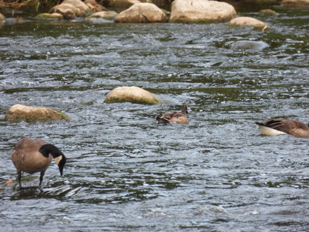 Canada Goose - ML638613188