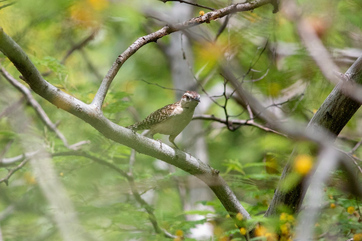 Russet-naped Wren - ML638613225