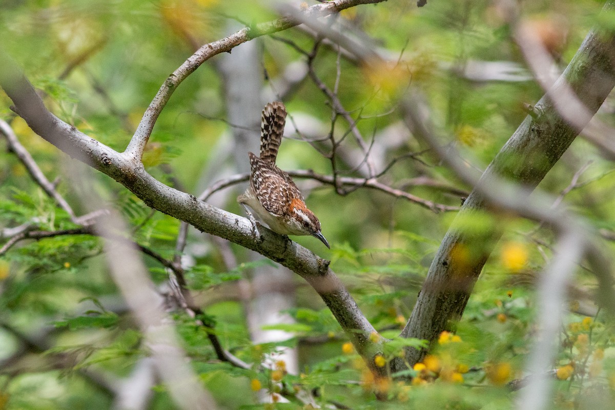 Russet-naped Wren - ML638613226