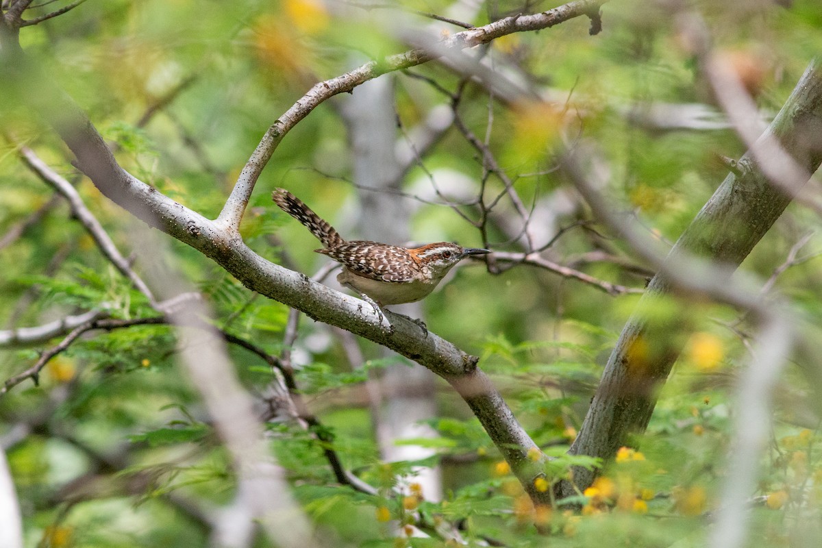 Russet-naped Wren - ML638613227