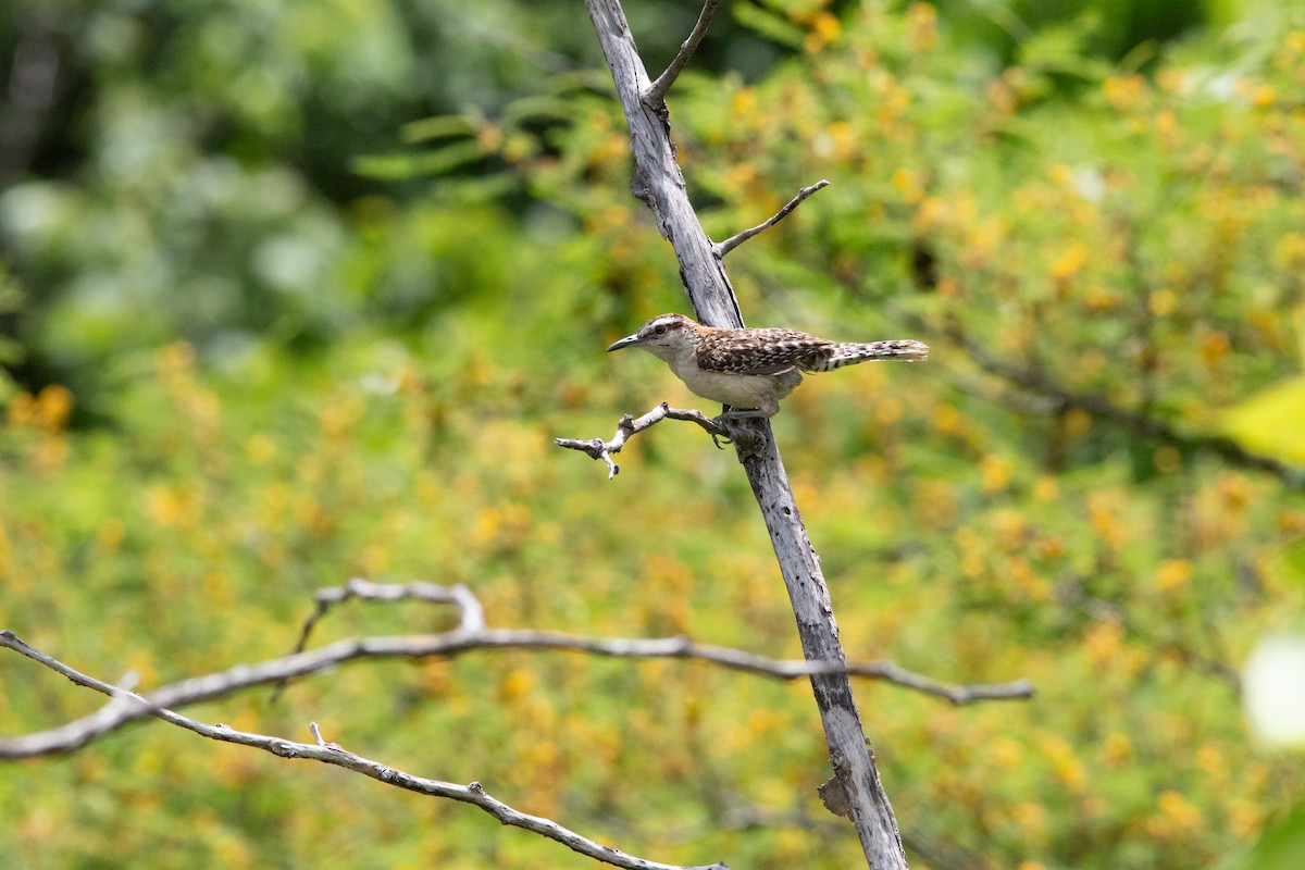 Russet-naped Wren - ML638613228