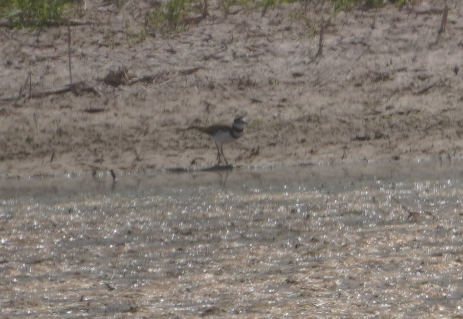 Killdeer - ML638613264