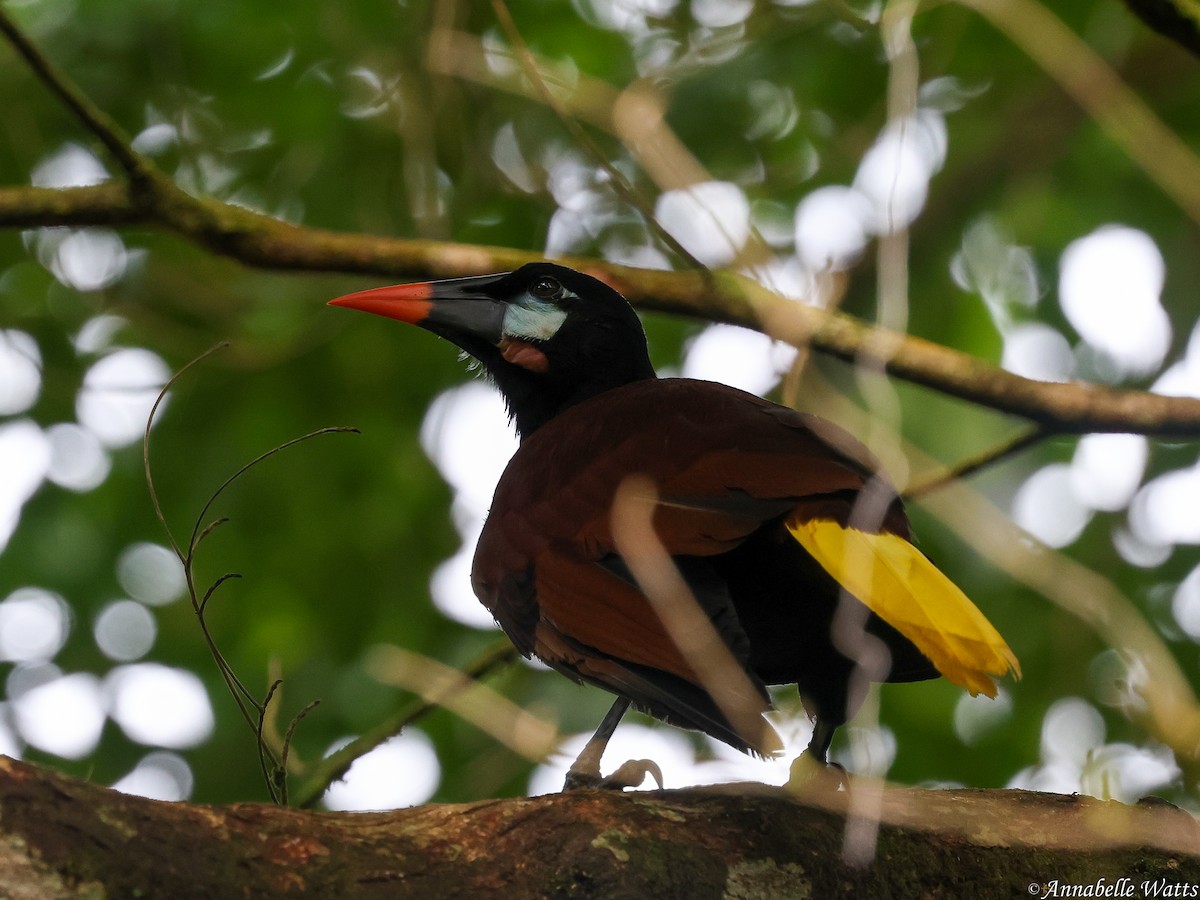 Montezuma Oropendola - ML638613289