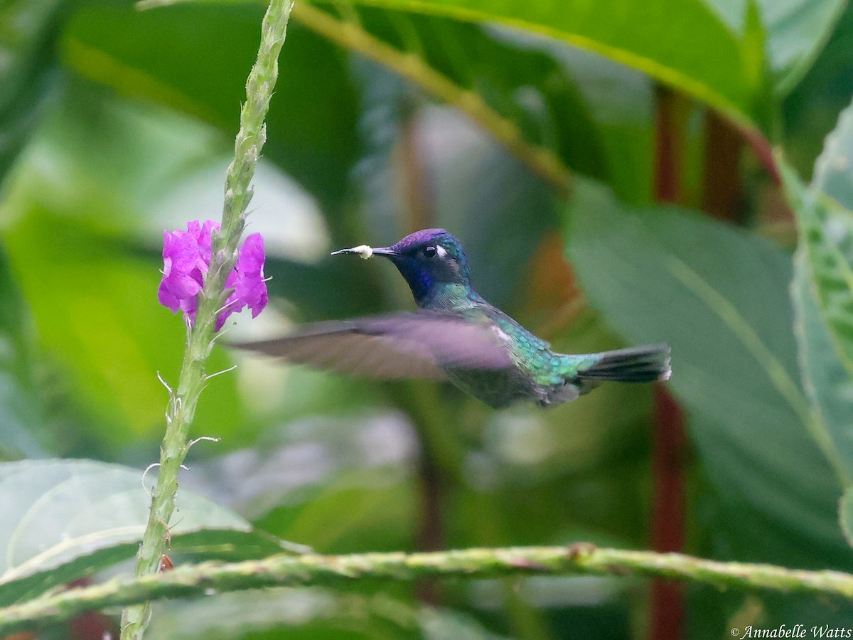 Violet-headed Hummingbird - ML638613293