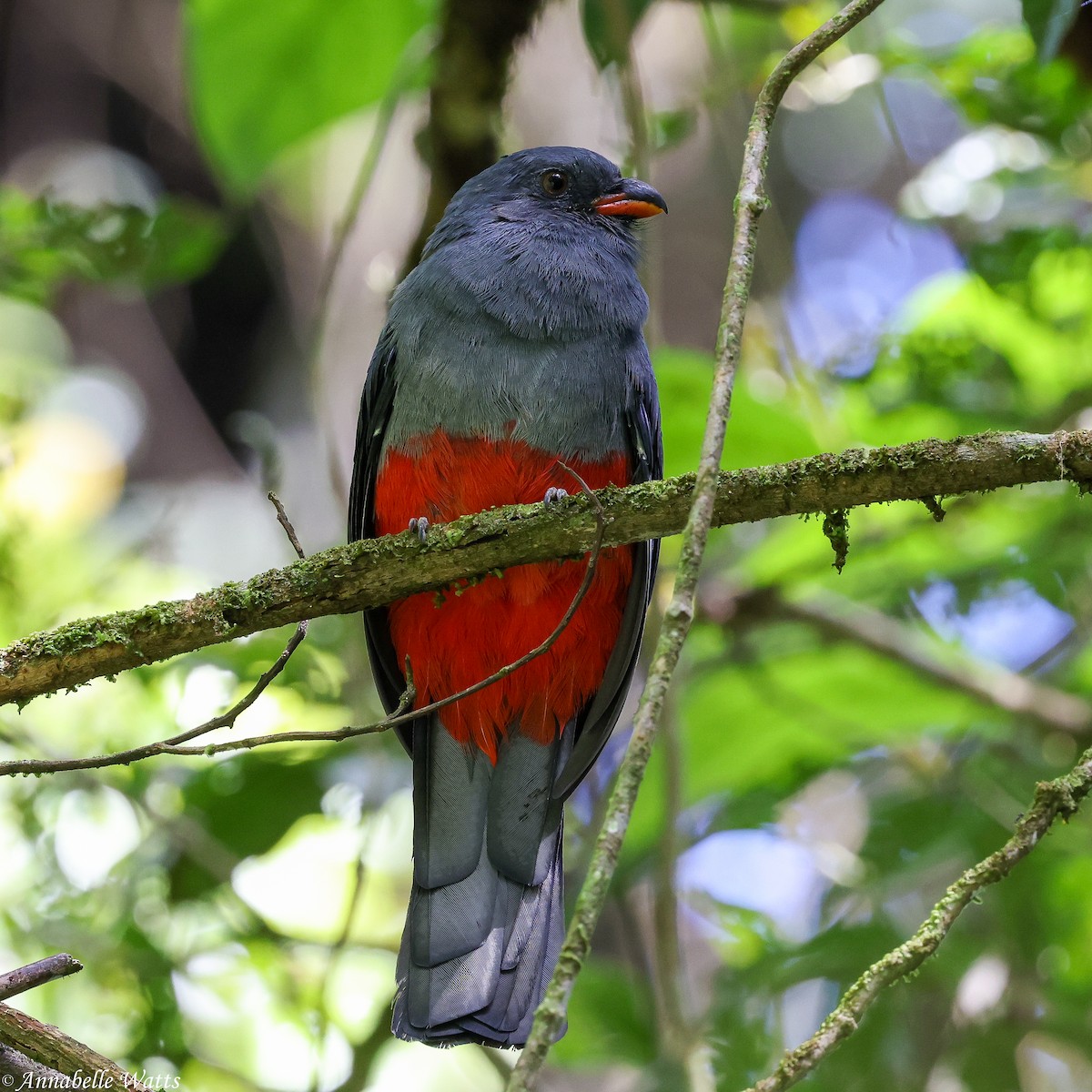 Slaty-tailed Trogon - ML638613306