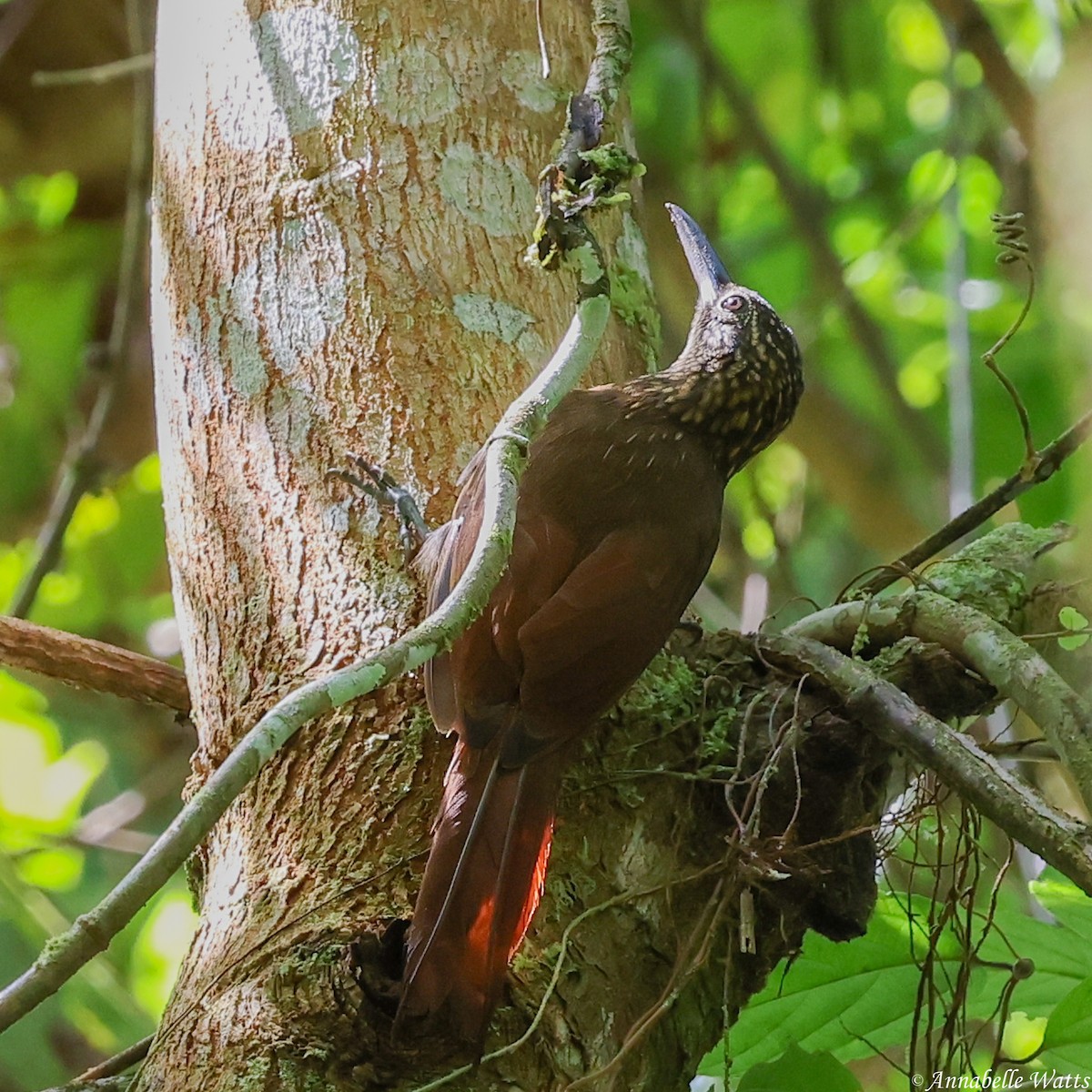 Cocoa Woodcreeper - ML638613317