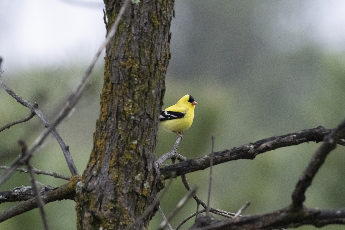 American Goldfinch - ML638613319