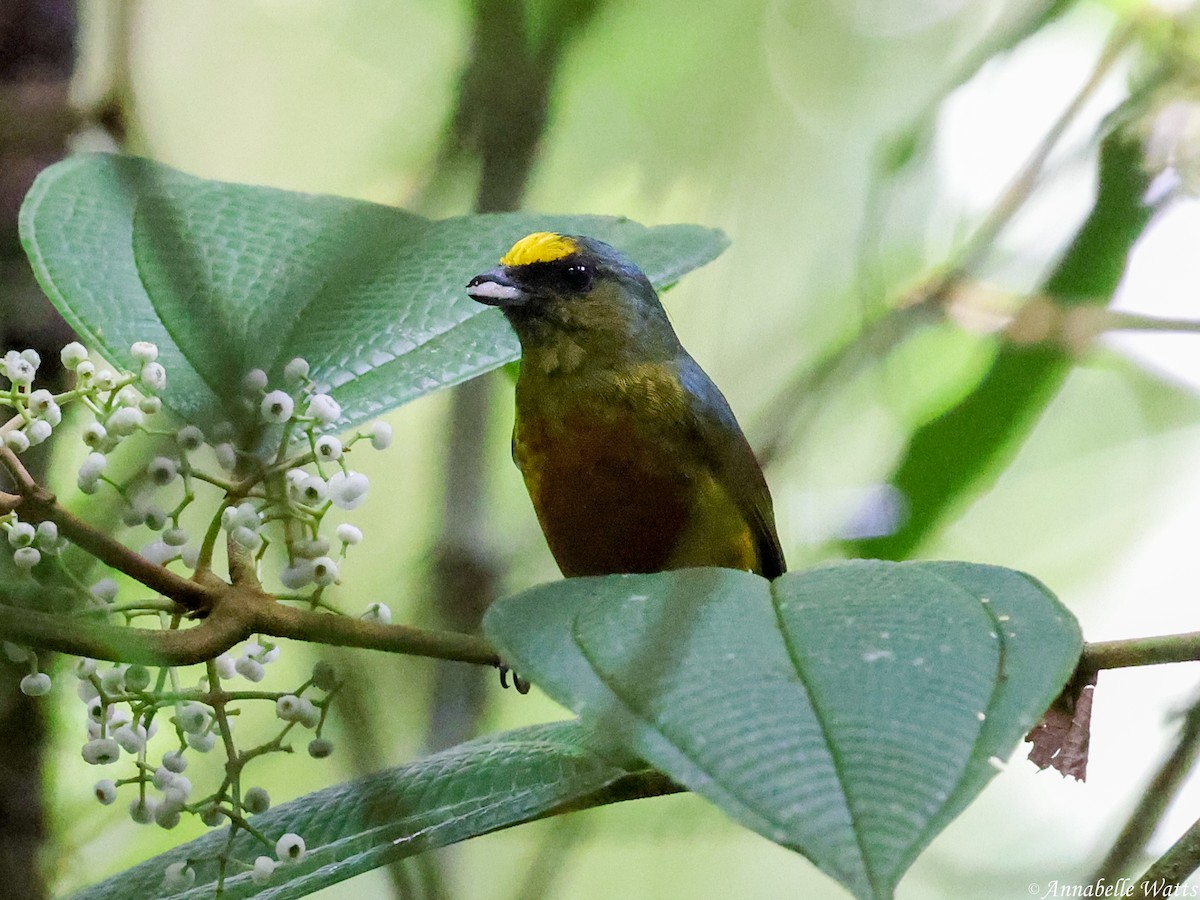 Olive-backed Euphonia - ML638613320