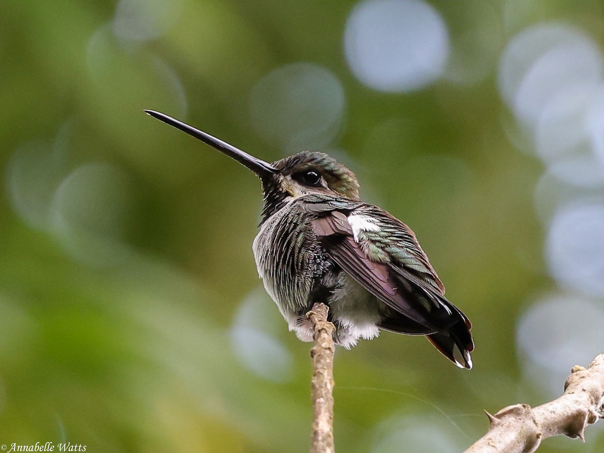Long-billed Starthroat - ML638613324