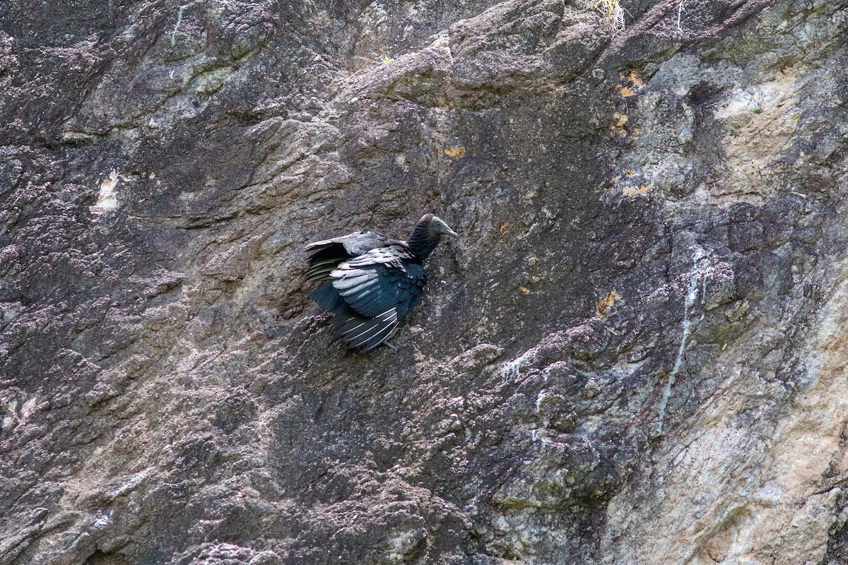 kondor havranovitý - ML638613325