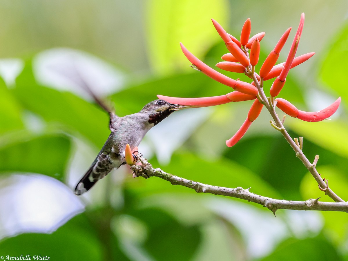 Long-billed Starthroat - ML638613326