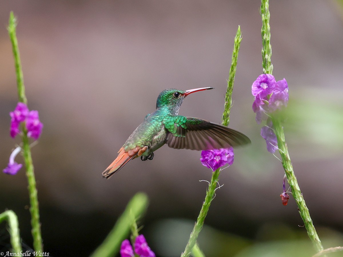 Rufous-tailed Hummingbird - ML638613330