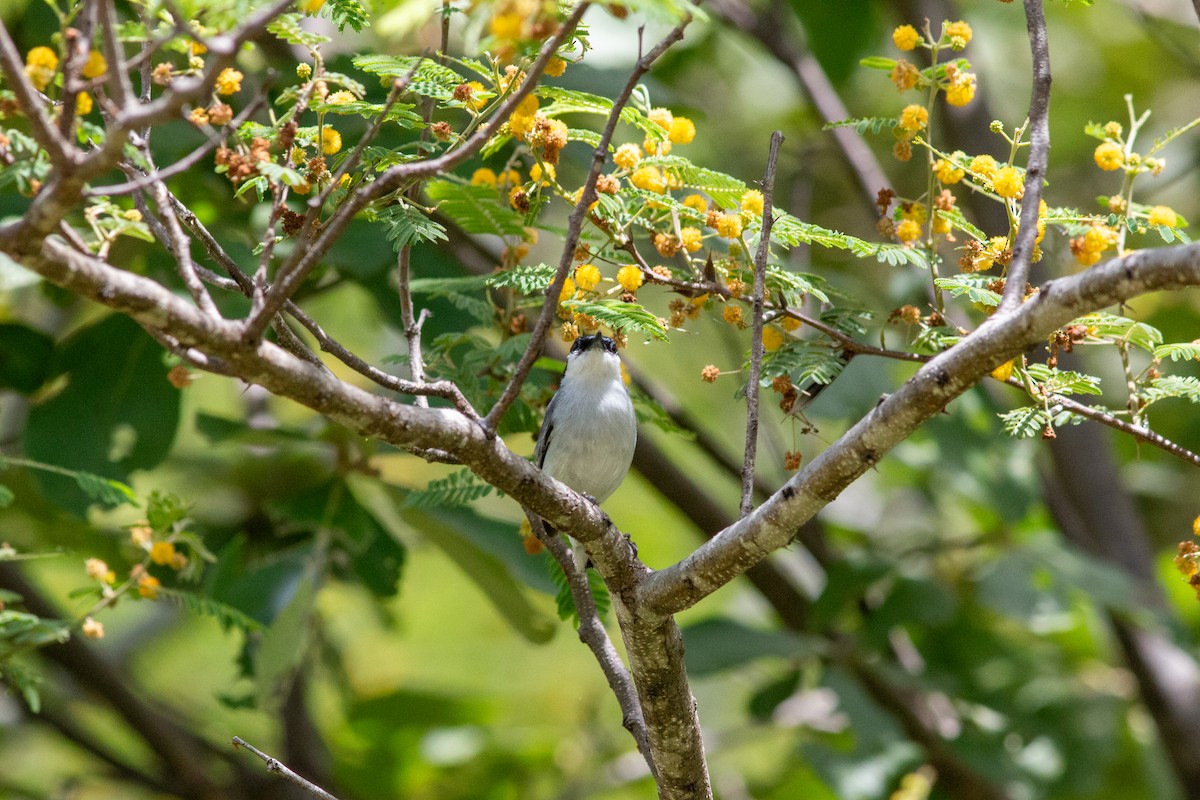 White-lored Gnatcatcher - ML638613334