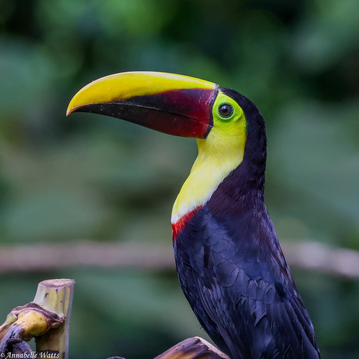 Yellow-throated Toucan - ML638613335