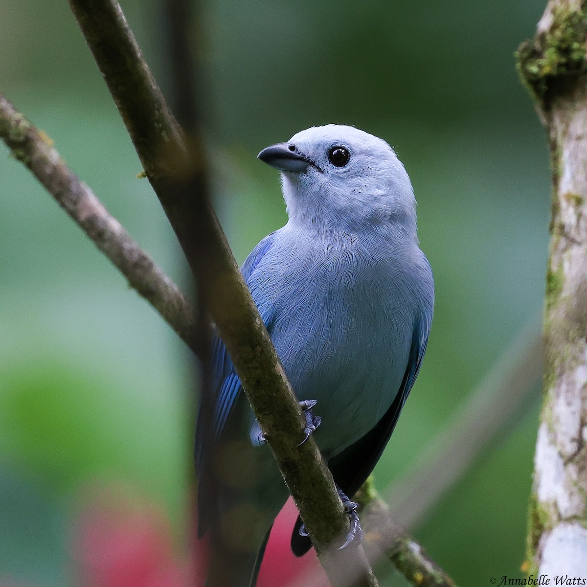 Blue-gray Tanager - ML638613339
