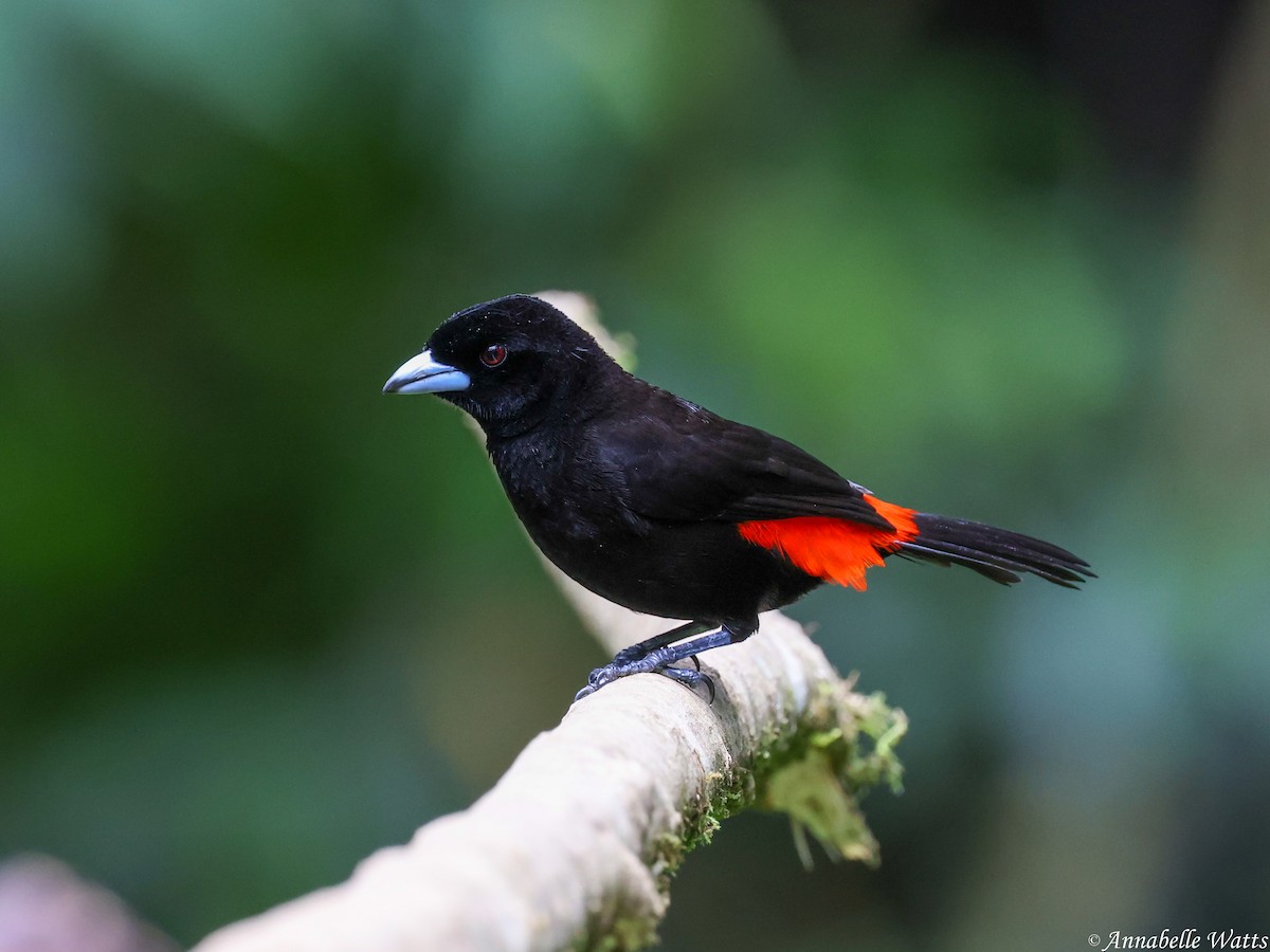 Scarlet-rumped Tanager - ML638613340