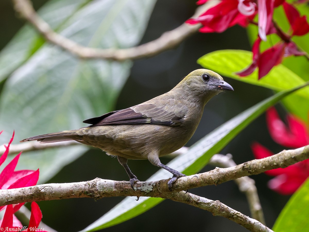 Palm Tanager - ML638613347