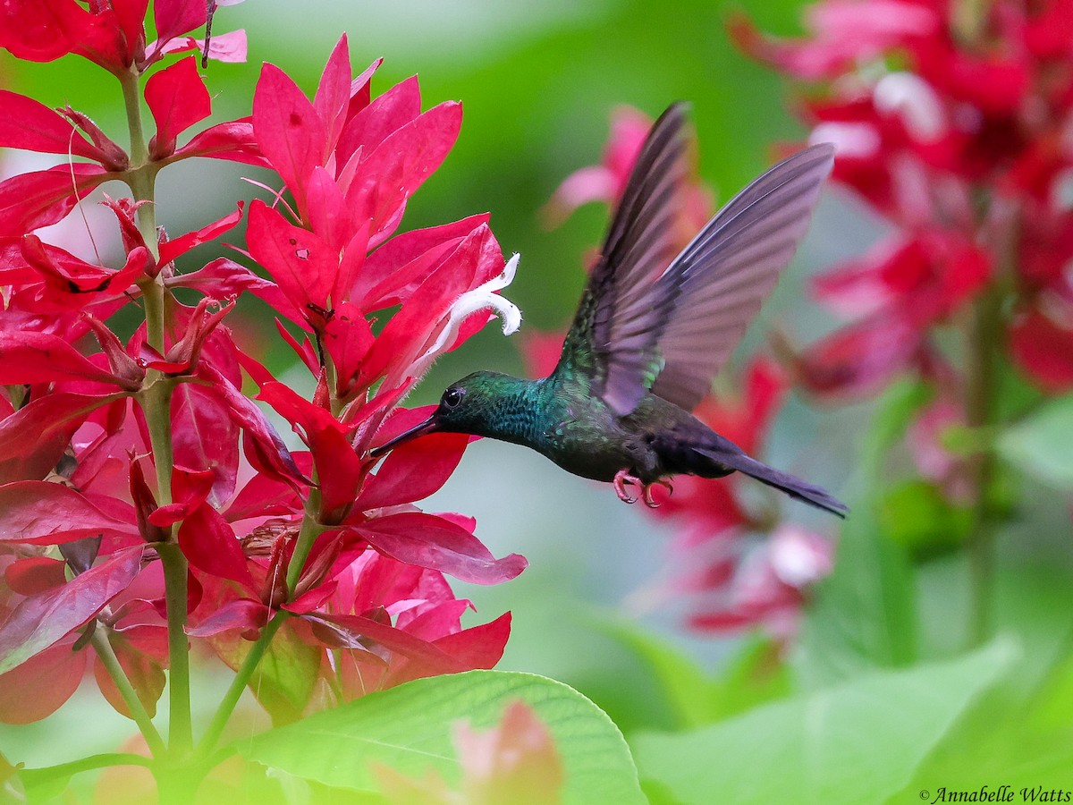 Bronze-tailed Plumeleteer - ML638613349