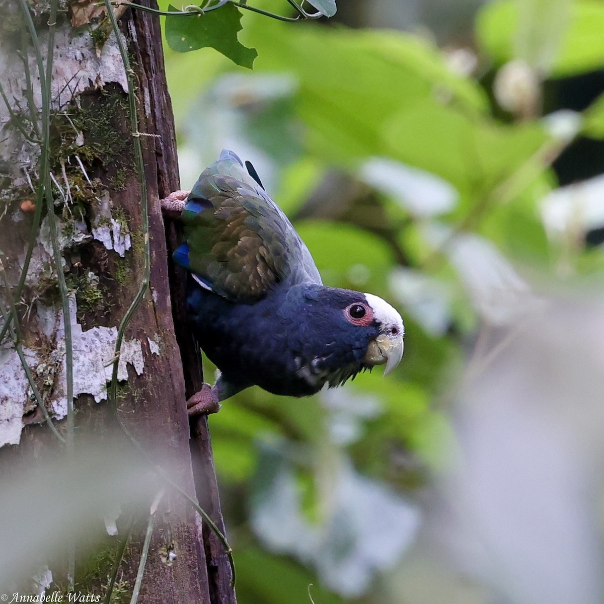 White-crowned Parrot - ML638613354