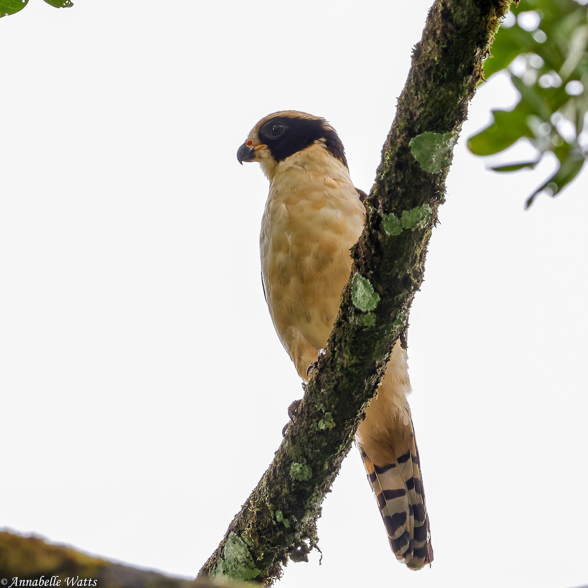 Laughing Falcon - ML638613356