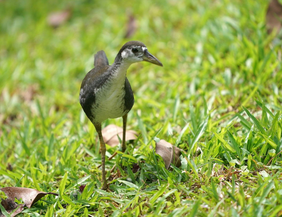 White-breasted Waterhen - ML638613358