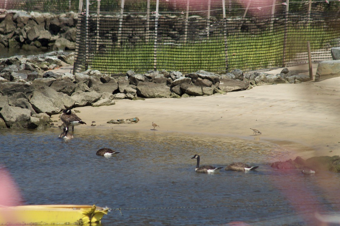 Canada Goose - ML638613367
