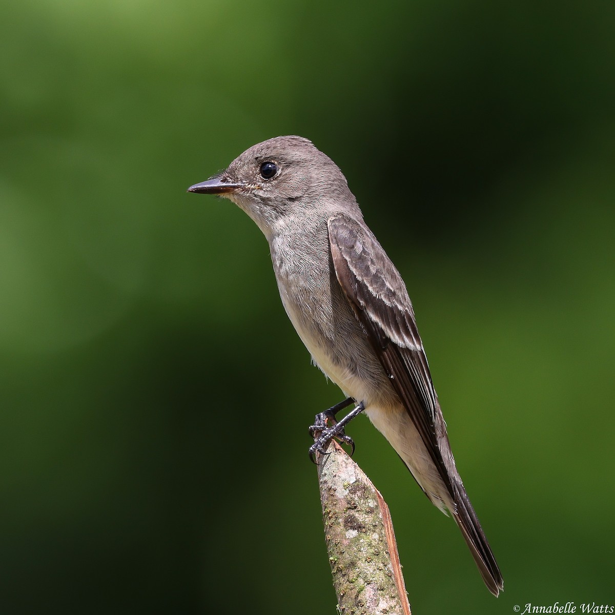 Eastern Wood-Pewee - ML638613382