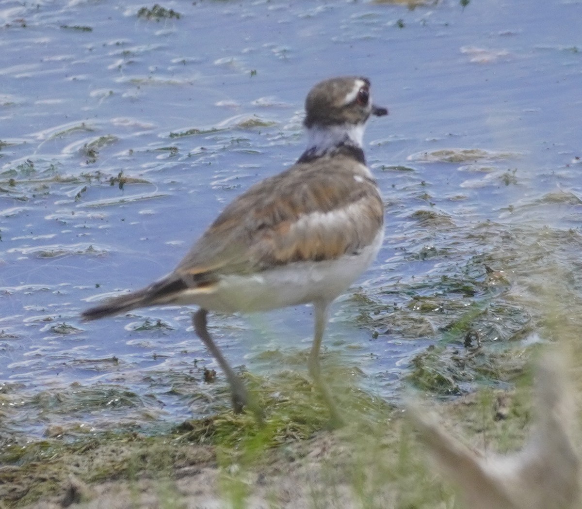 Killdeer - ML638613392