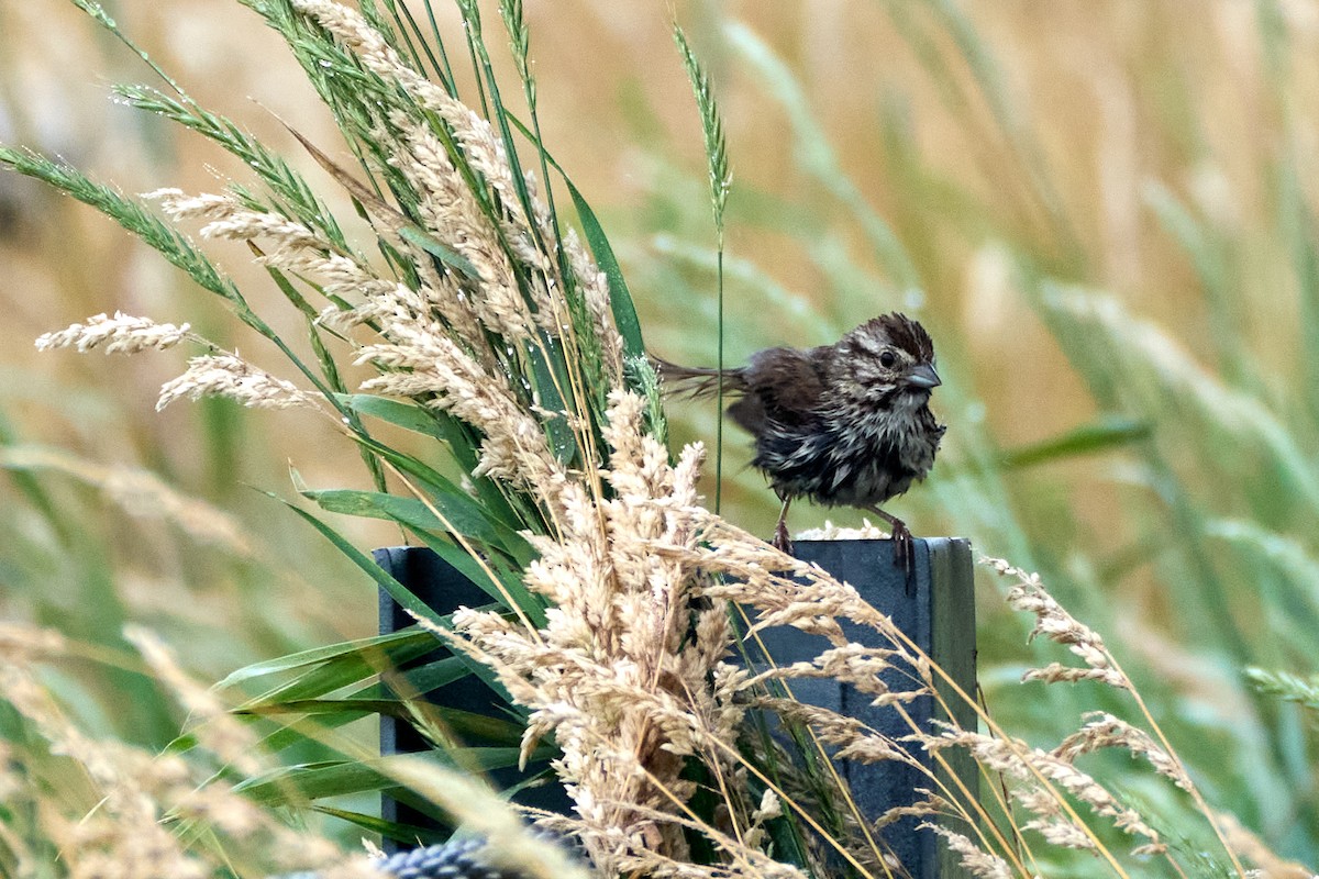 Song Sparrow - ML638613476