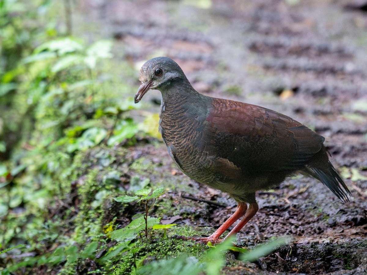 Buff-fronted Quail-Dove - ML638613493