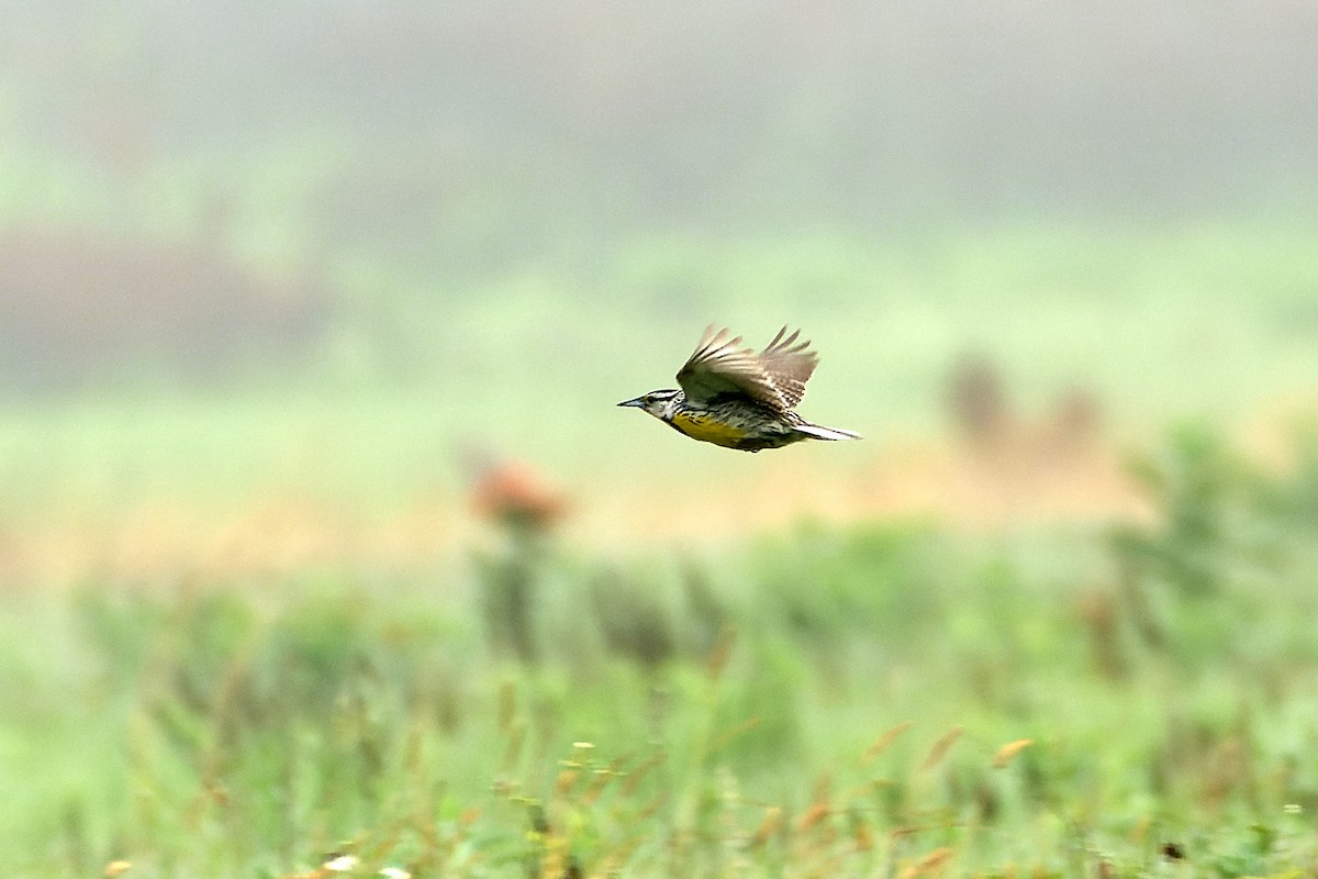 Eastern Meadowlark (Eastern) - ML638613499