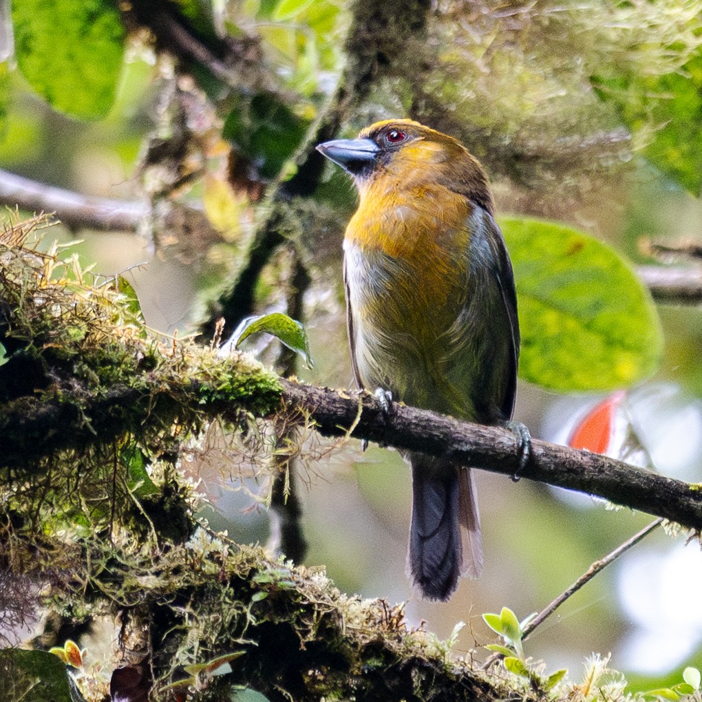 Prong-billed Barbet - ML638613500