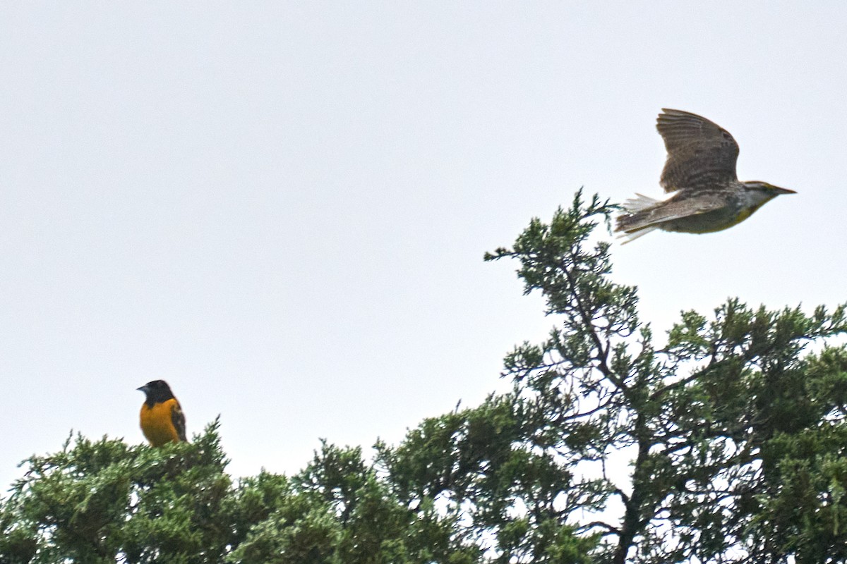 Eastern Meadowlark (Eastern) - ML638613501