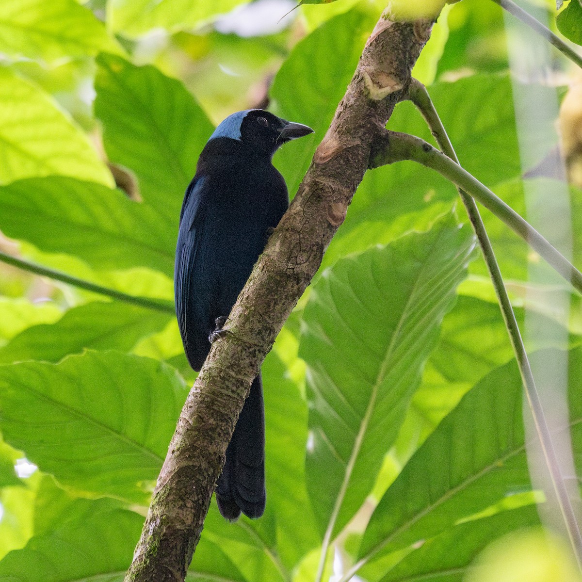 Azure-hooded Jay - ML638613510