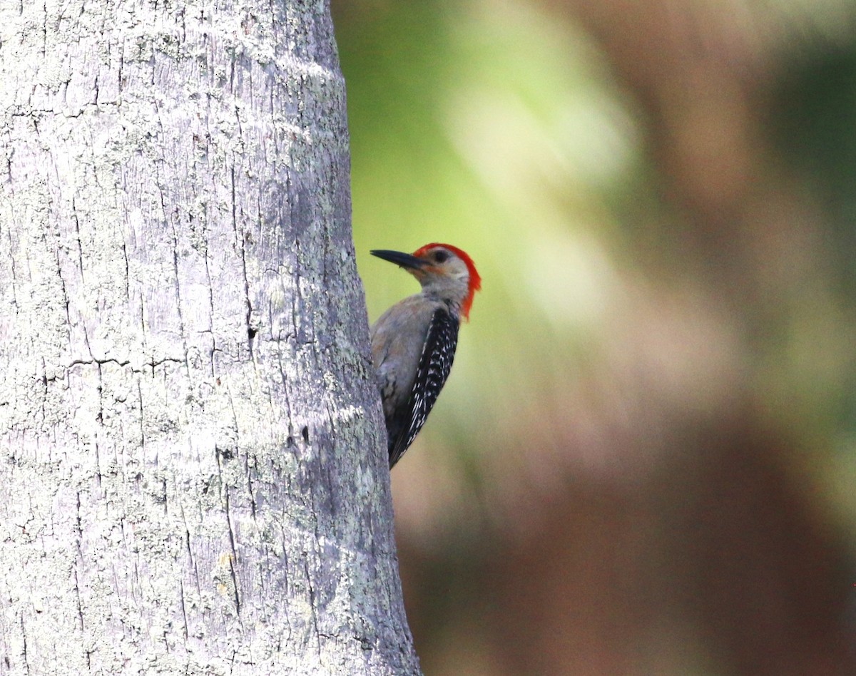 Red-bellied Woodpecker - ML638613523