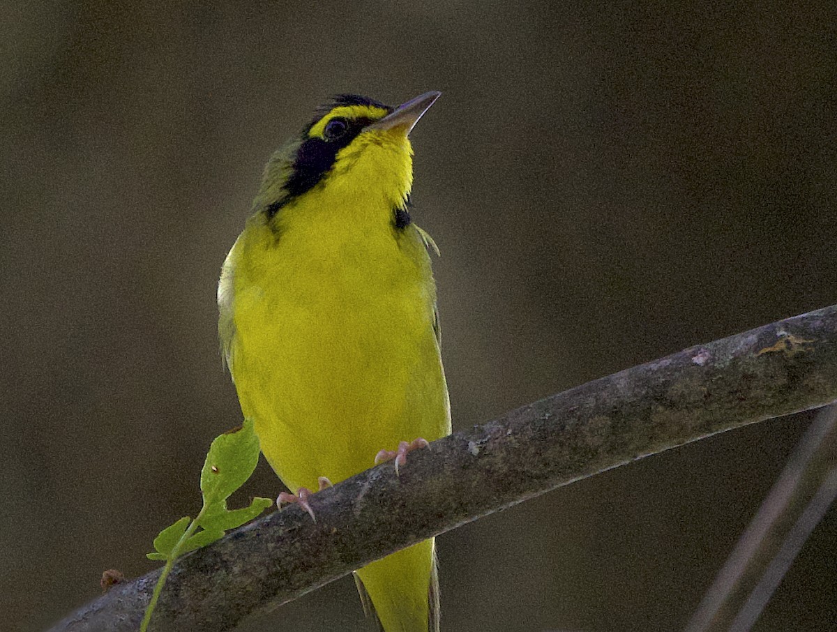 Kentucky Warbler - ML638613524